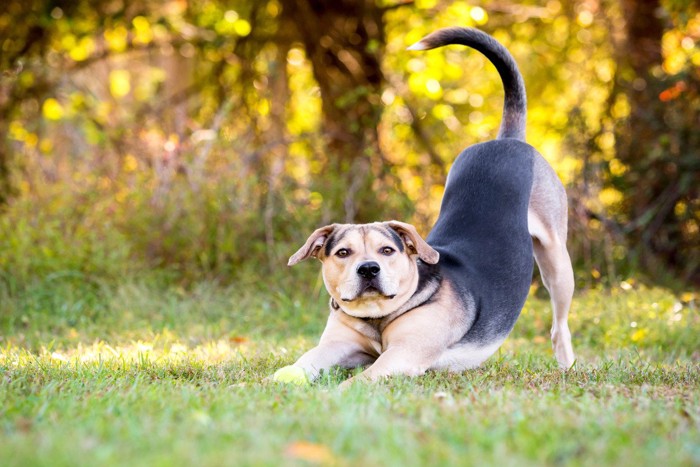 しっぽを上げて伸びをする犬
