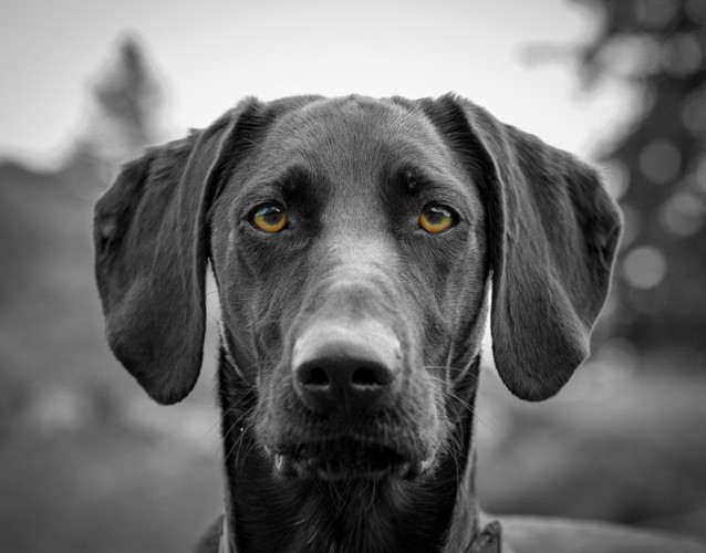 犬のモノクロ写真