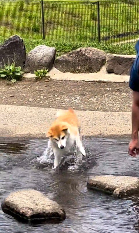 水に入ってしまったまりちゃん5