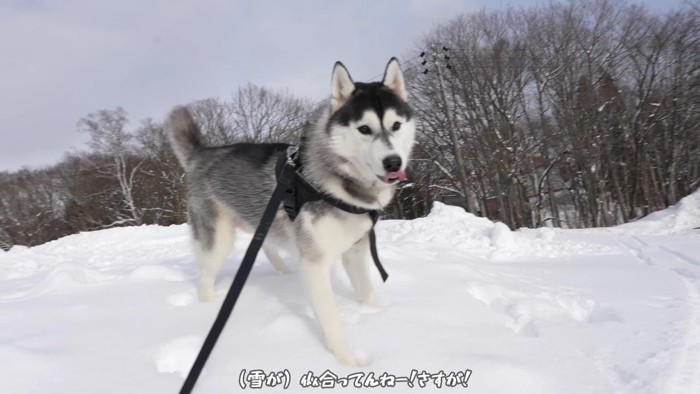 雪は初めてのヴァルくん