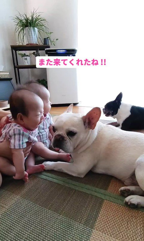 ココくんと双子の赤ちゃん