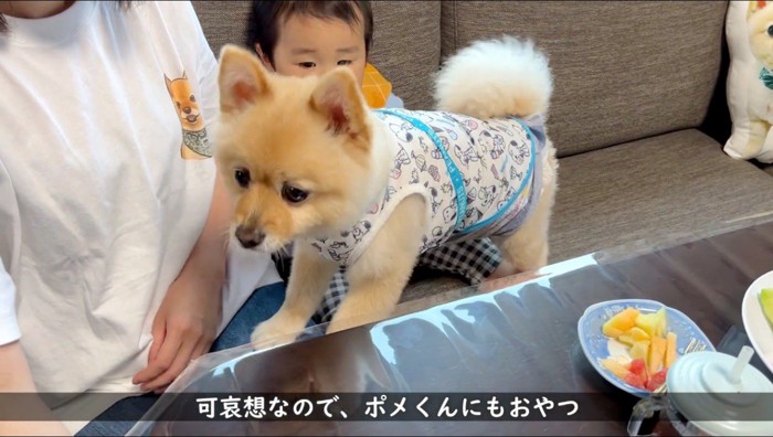 飼い主の膝に手をつく犬