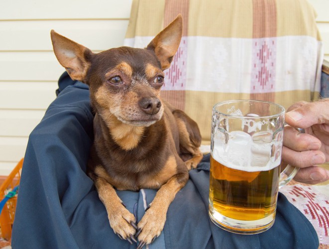 ビールを持つ飼い主とチワワ