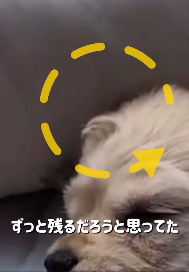 アホ毛のアップ