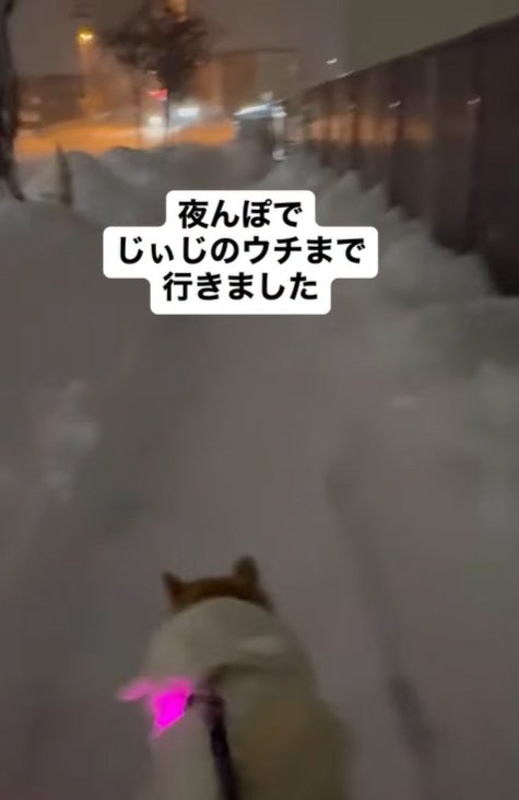 吹雪の中散歩する柴犬