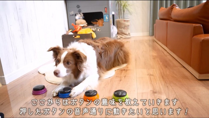 青いボタンを前足で挟む犬