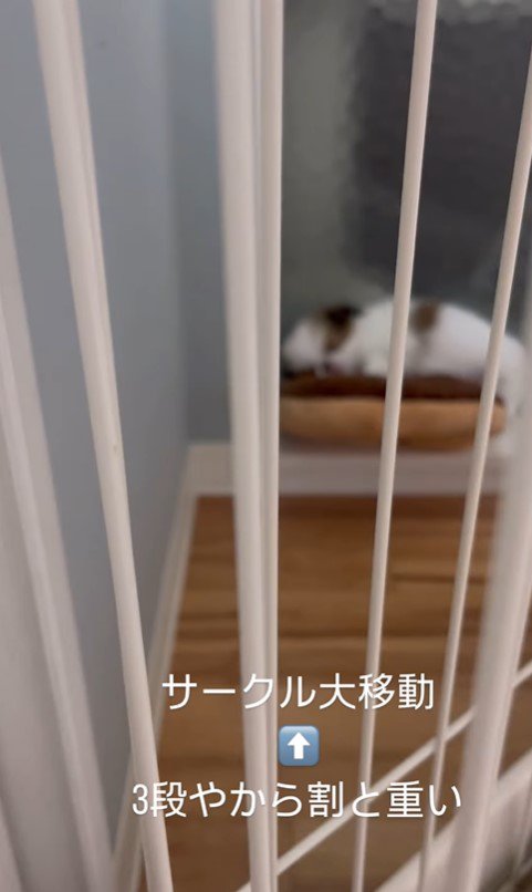 赤ちゃん犬が行方不明5