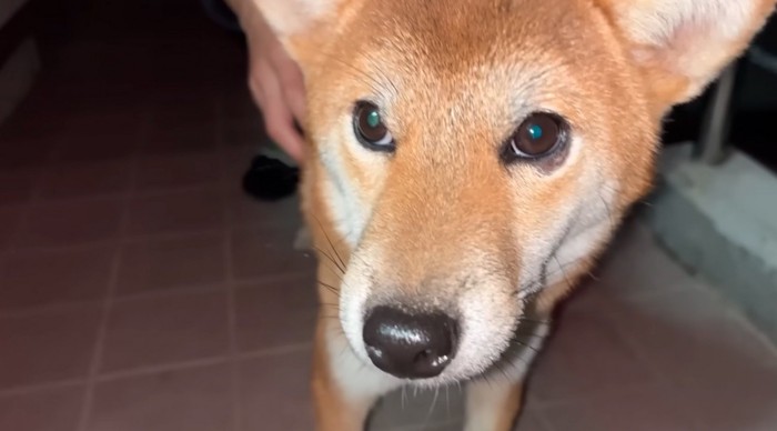 投稿者を見上げる犬