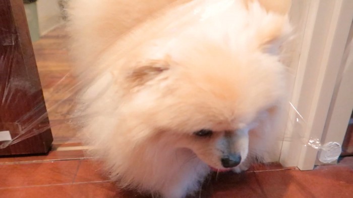 引き裂きながら突破♪