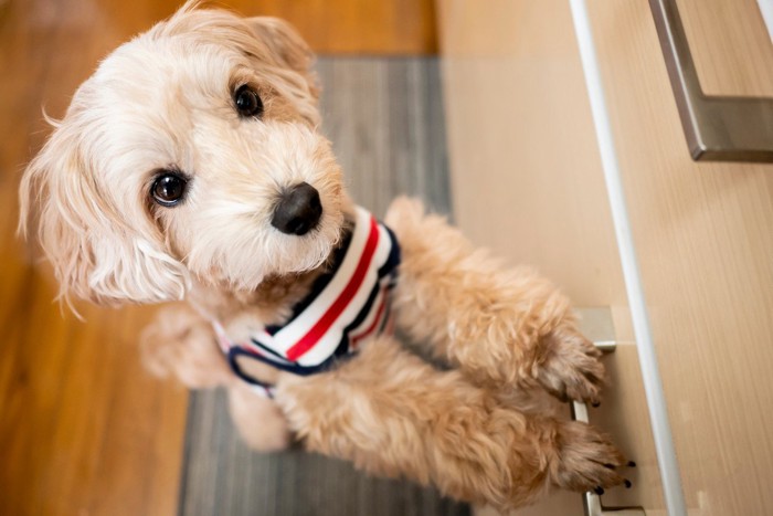 手をついて立ち上がる犬