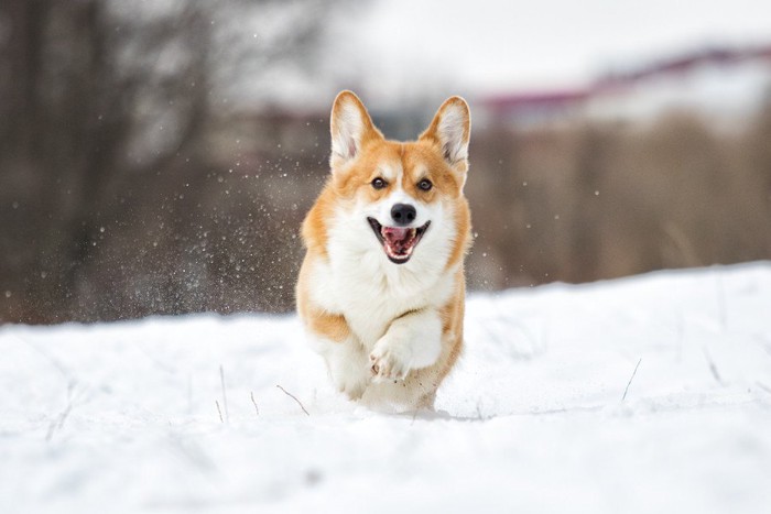 雪の上を走っている犬