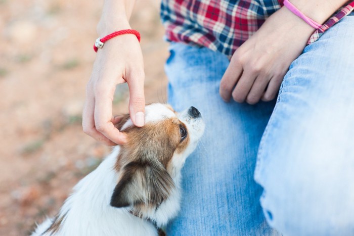 飼い主の膝に近寄る犬