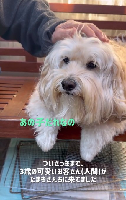 鳴き始めたかまぼこくん