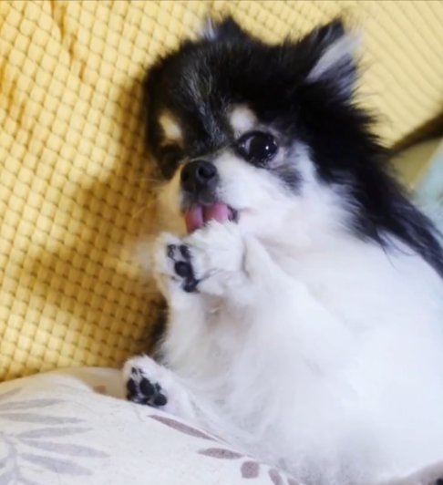 顔を洗う姿