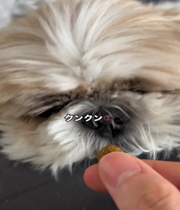 匂いを嗅ぐ犬