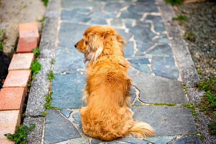 犬の背中