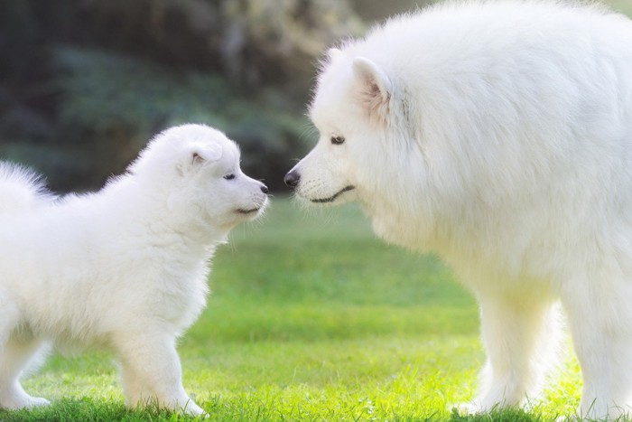 サモエド、子犬と成犬