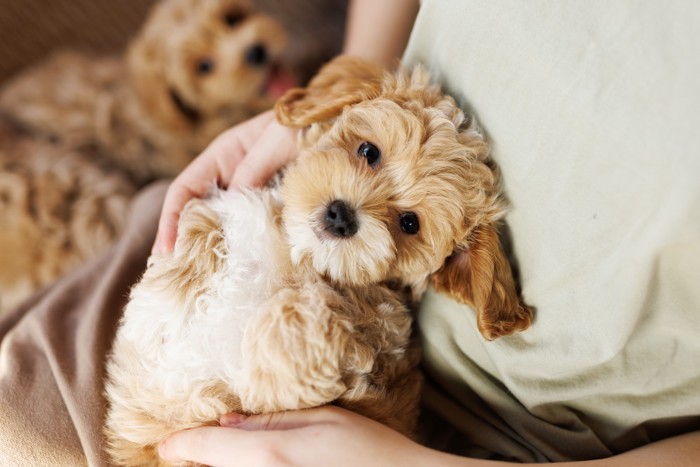 飼い主に抱っこされてくつろぐマルプーの子犬