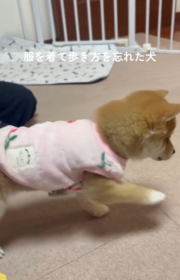 歩き方を忘れた小雪ちゃん
