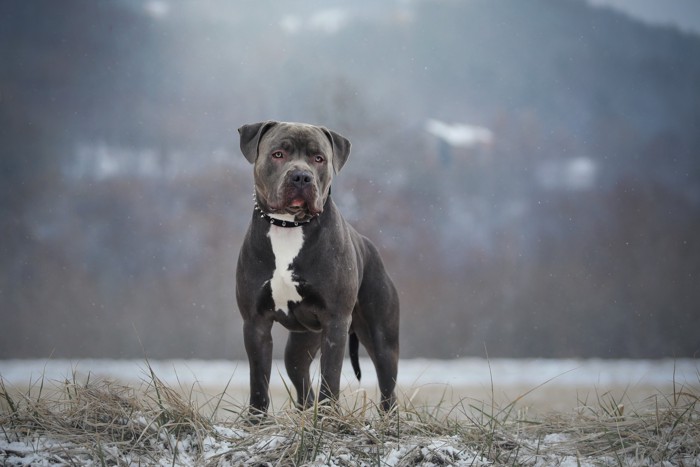 原っぱに立ち遠くを見つめるアメリカンブリー
