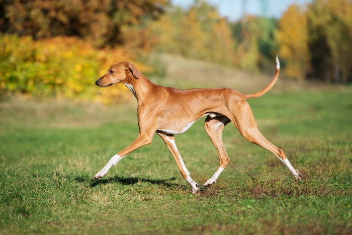 歩く茶の犬、手足の先が白い