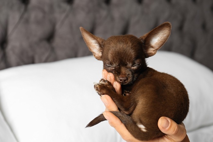 人の手のひらの上で眠るチョコレート色のチワワの子犬