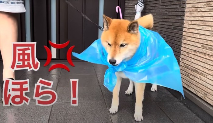 風に怒る犬