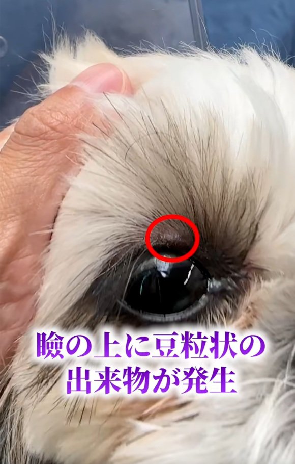 目の上にぶつぶつができたココちゃん