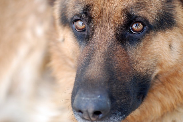 飼い主を見る犬