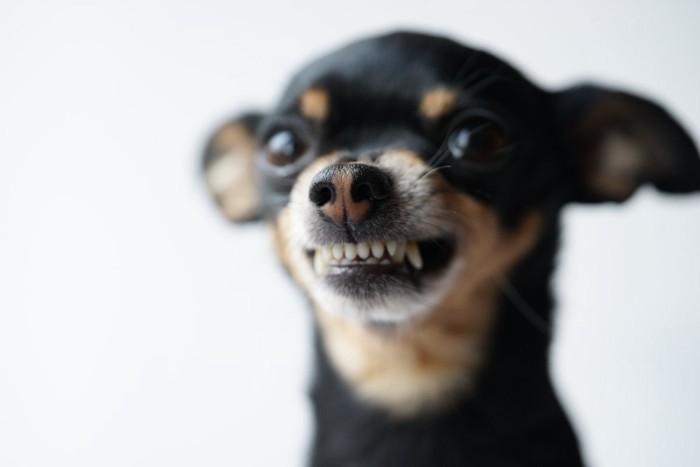 歯を剥き出しにしながら見つめる犬