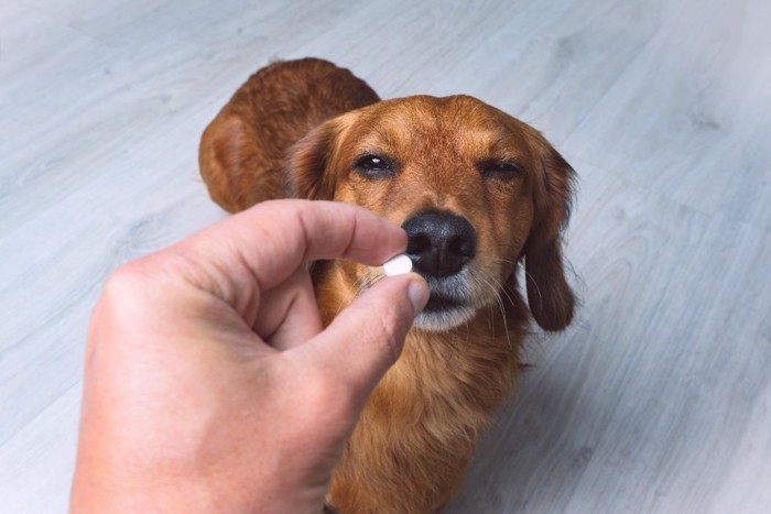 薬に目を細める犬