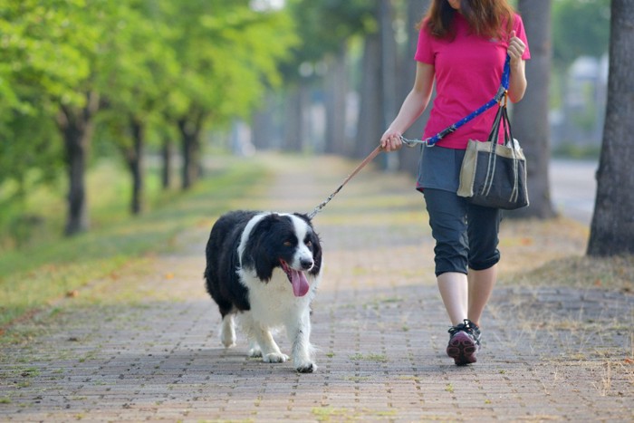 犬の散歩