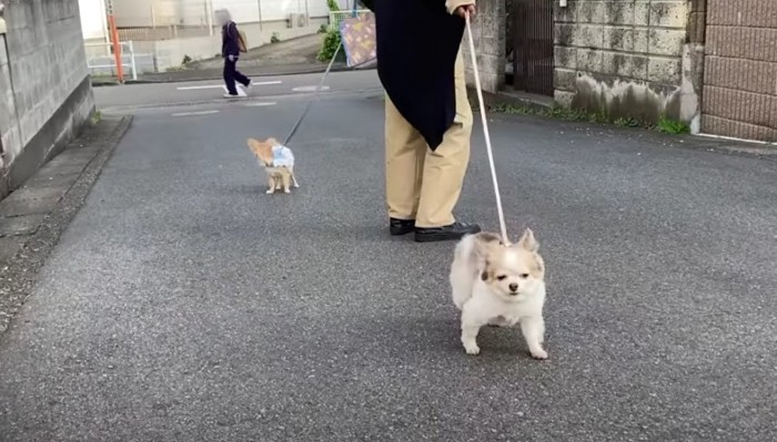 お散歩中も