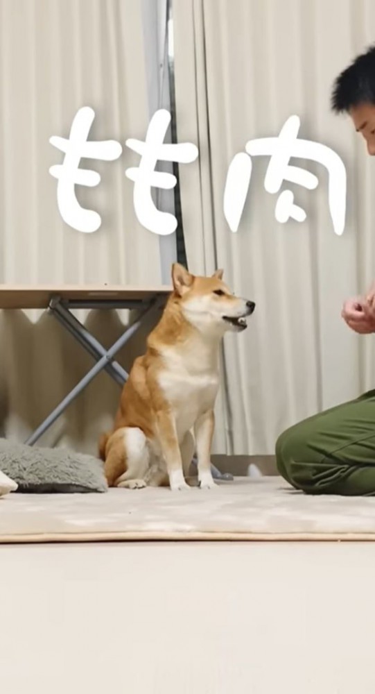 お座りする犬