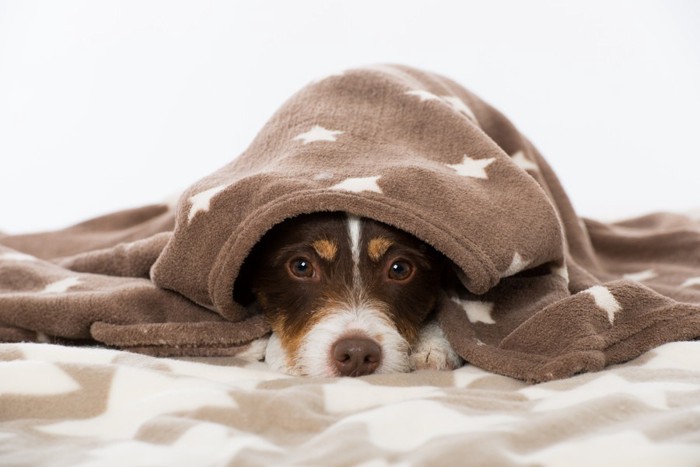 毛布をかぶっている犬