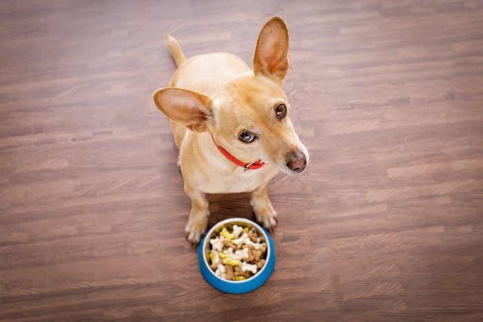 ご飯を前に我慢している犬