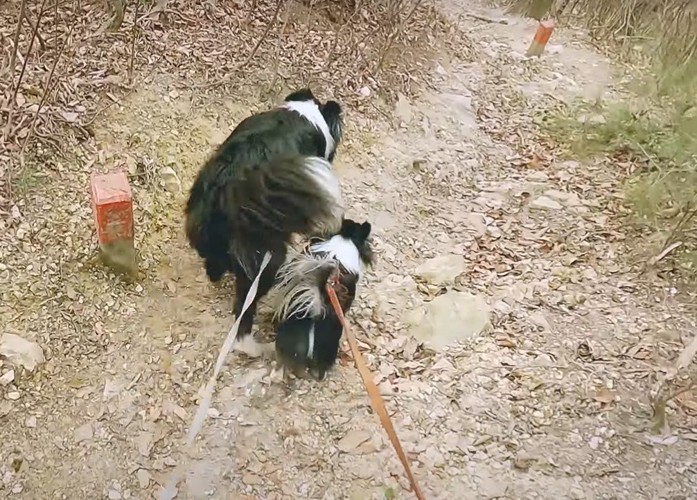 坂を降りる2頭の犬