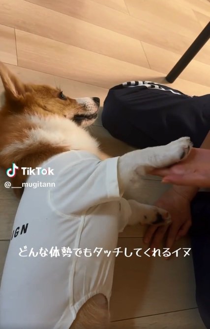 タッチするむぎちゃん1
