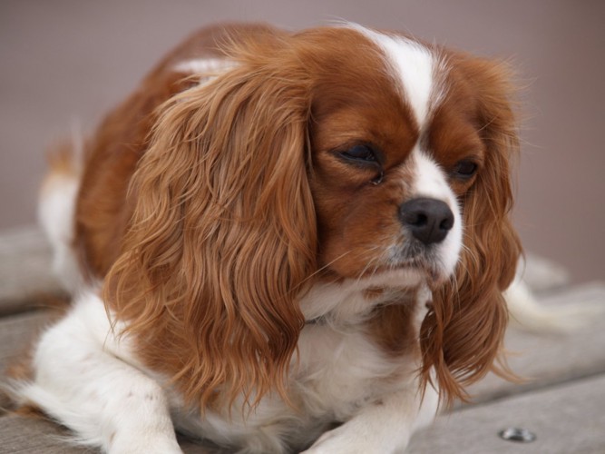 目を逸らす犬