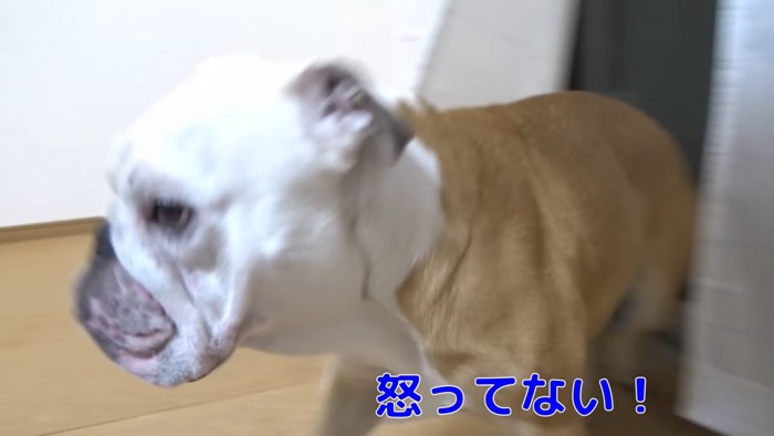 カーテンの陰から出る犬