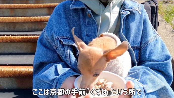 飼い主の膝に乗ってお弁当を食べる犬