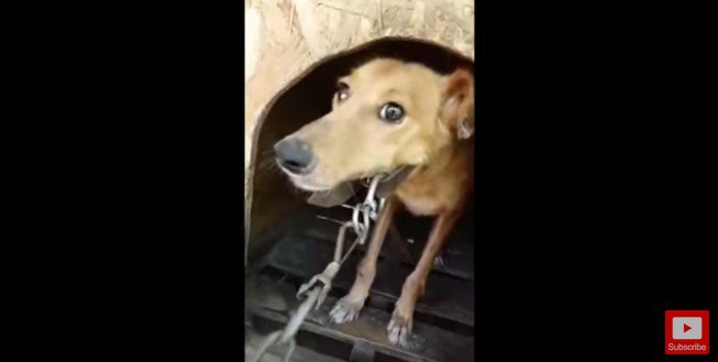 犬小屋からのぞく犬