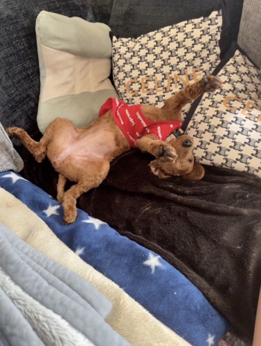 愛おしくなる3ミリカット