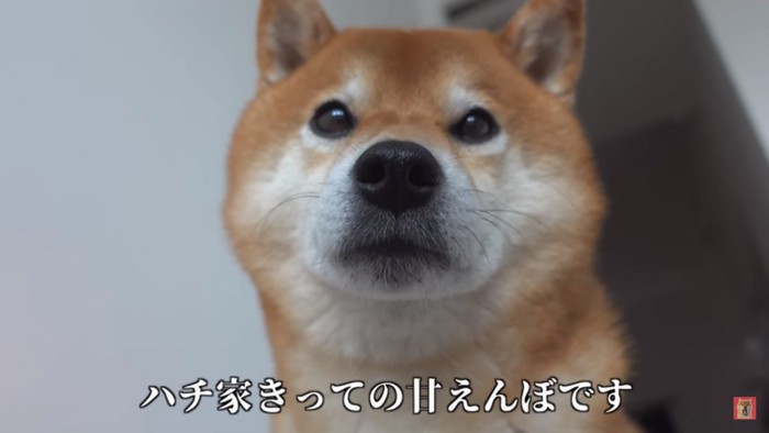 柴犬ハチくん