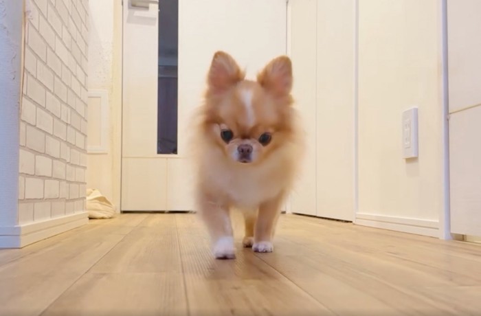 歩いて寄ってくる犬