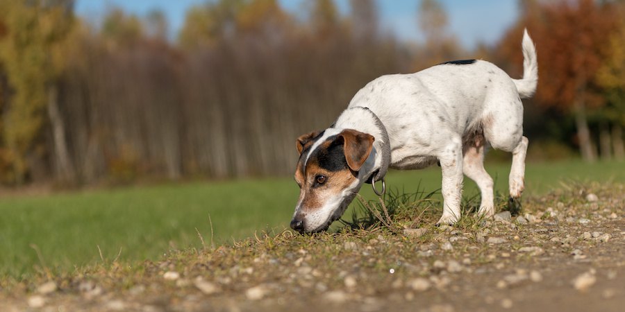 道の匂いを嗅ぎながら歩く犬