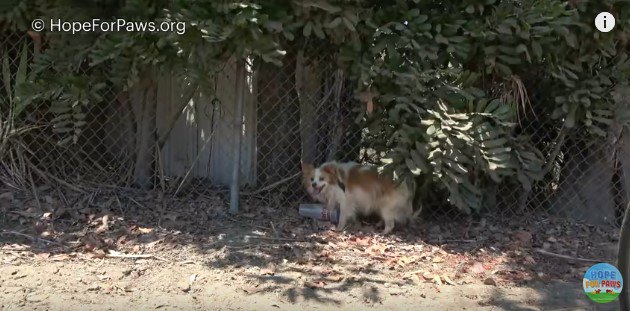 木陰に逃げ込む犬