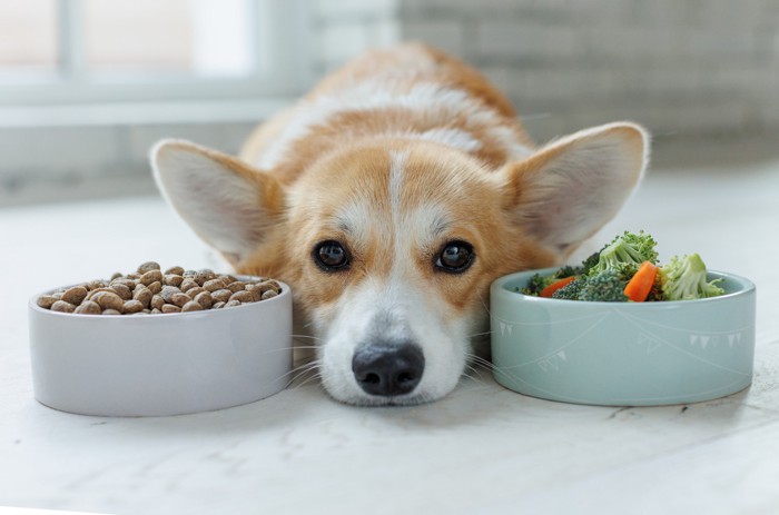 ドッグフードとブロッコリーが入った食器の間で伏せる犬
