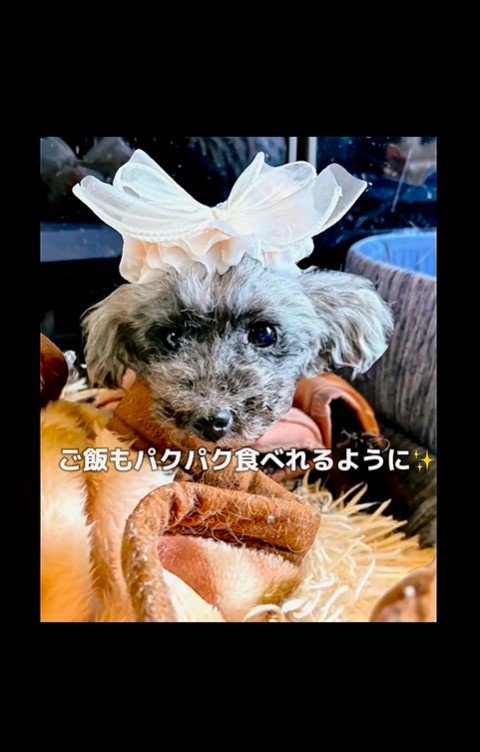 おこげちゃんが幸せを掴むまで7