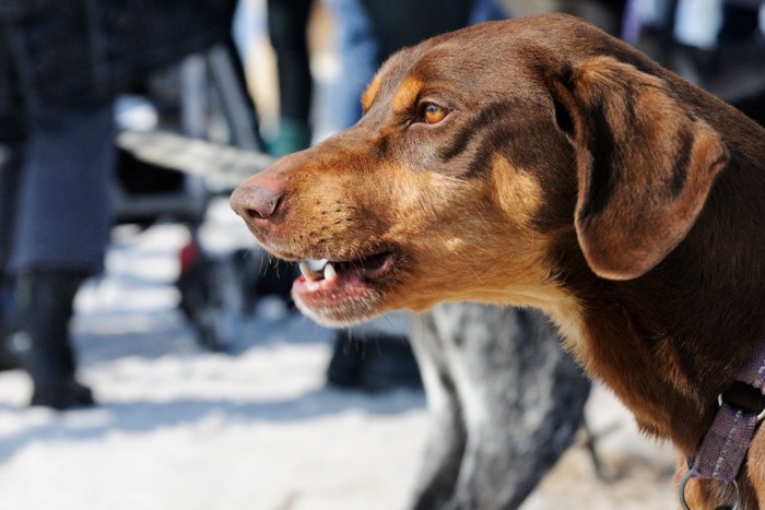 警戒した様子の犬